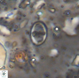 Diploteichus caliginosus 07645