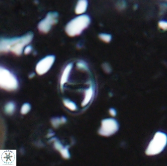 Diploteichus caliginosus 07646