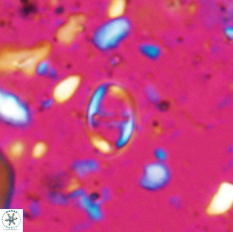Diploteichus caliginosus 07647