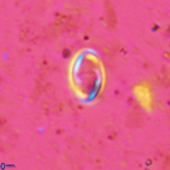 Diploteichus clarus VR 15907