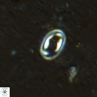 Diploteichus clarus VR 15909