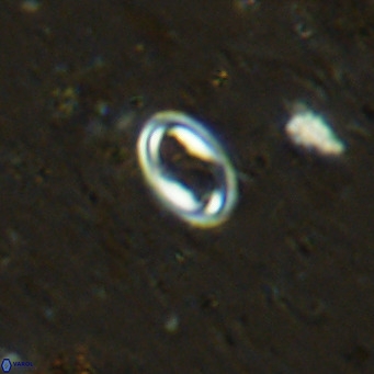 Diploteichus clarus VR 15903
