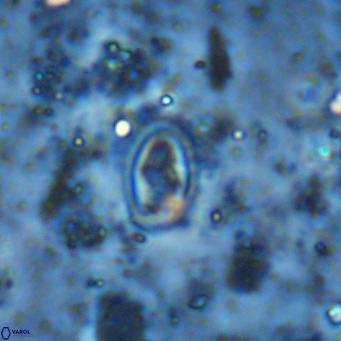 Diploteichus clarus VR 15917