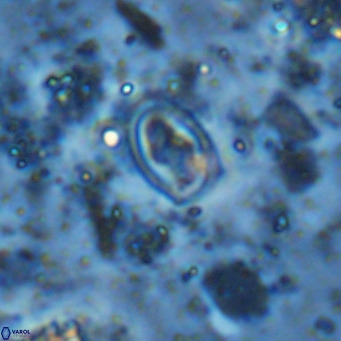 Diploteichus clarus VR 15918