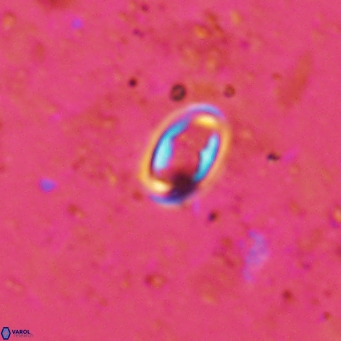Diploteichus clarus VR 15910