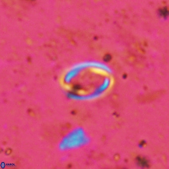 Diploteichus clarus VR 15911