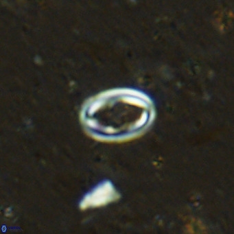 Diploteichus clarus VR 15912
