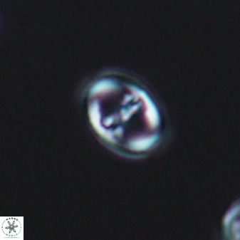 Diploteichus alternisurgens 08315