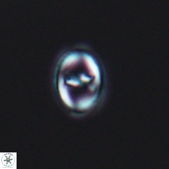 Diploteichus alternisurgens 08318