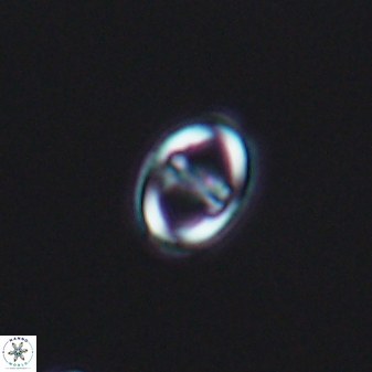 Diploteichus alternisurgens 08321
