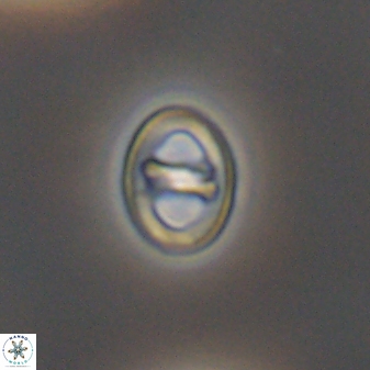 Diploteichus alternisurgens 08322