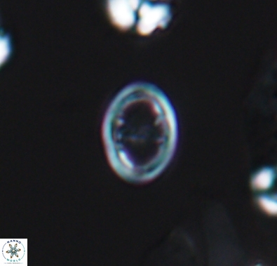 Diploteichus divergibrachia 10664
