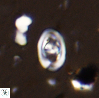 Diploteichus trivectis 48585