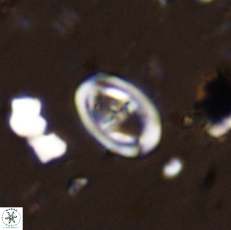 Diploteichus trivectis 48587
