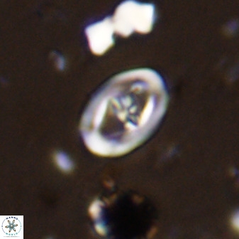 Diploteichus trivectis 48589