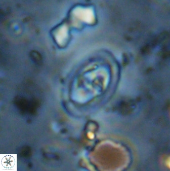 Diploteichus trivectis 48595