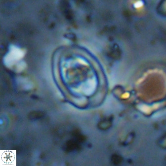 Diploteichus trivectis 48597