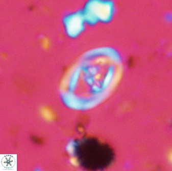 Diploteichus trivectis 48590