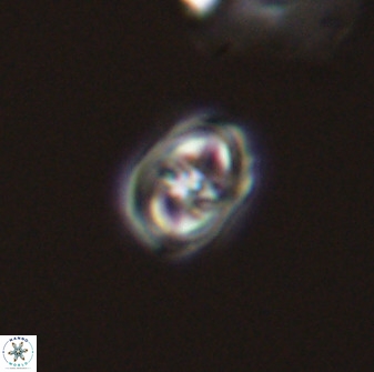 Diploteichus trivectis 48617
