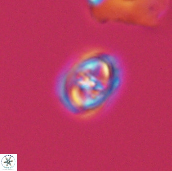 Diploteichus trivectis 48618