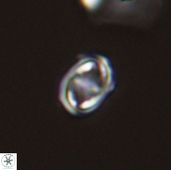 Diploteichus trivectis 48619