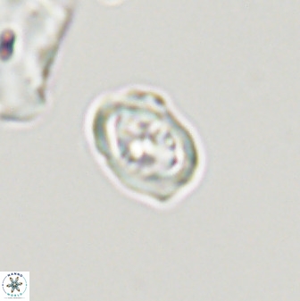 Diploteichus trivectis 48627