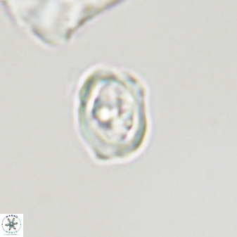 Diploteichus trivectis 48628