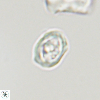Diploteichus trivectis 48629