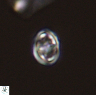 Diploteichus trivectis 48621