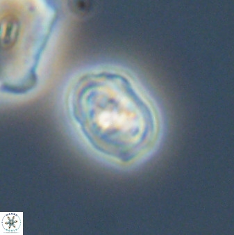 Diploteichus trivectis 48636