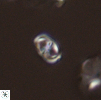 Diploteichus trivectis 48638