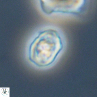 Diploteichus trivectis 48631
