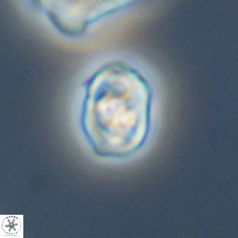 Diploteichus trivectis 48633