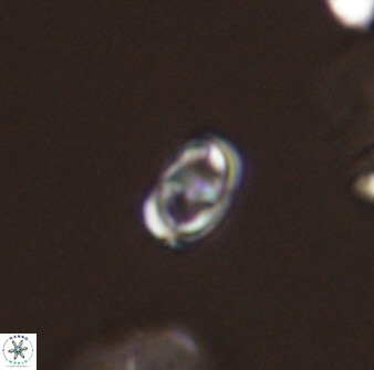 Diploteichus trivectis 48644