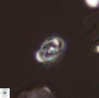 Diploteichus trivectis 48646