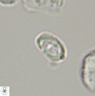 Diploteichus trivectis 48648