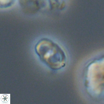 Diploteichus trivectis 48649