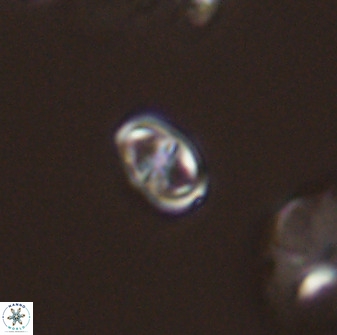 Diploteichus trivectis 48640