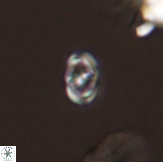 Diploteichus trivectis 48642