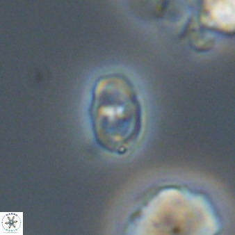 Diploteichus trivectis 48651