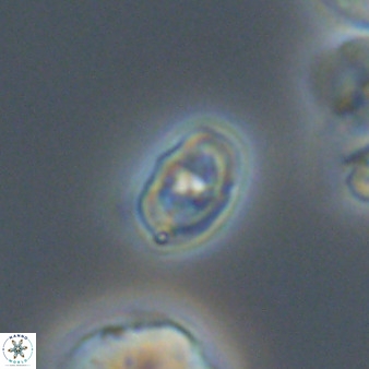 Diploteichus trivectis 48652