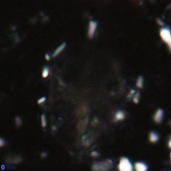 Diplotsekouri musamusbahii VR 026911