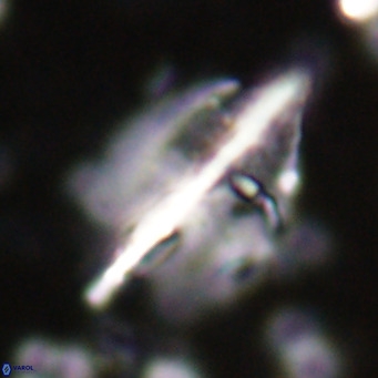 Diplotsekouri musamusbahii VR 026912