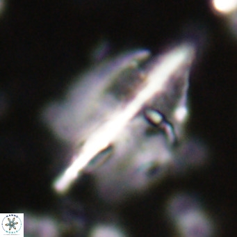 Diplotsekouri musamusbahii VR 026912
