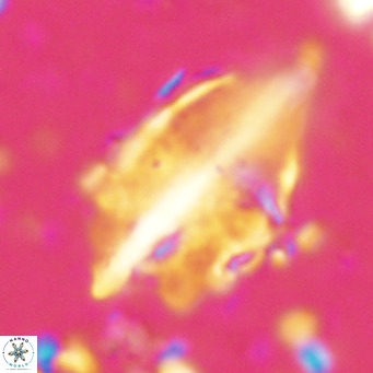 Diplotsekouri musamusbahii VR 026913