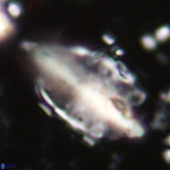 Diplotsekouri musamusbahii VR 026915