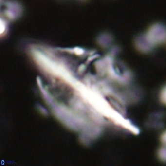 Diplotsekouri musamusbahii VR 026916