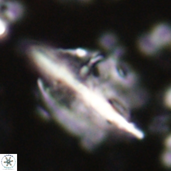 Diplotsekouri musamusbahii VR 026916