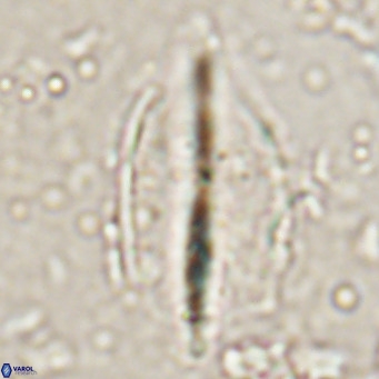 Diplotsekouri musamusbahii VR 026919