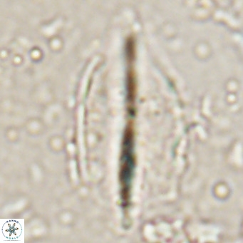 Diplotsekouri musamusbahii VR 026919